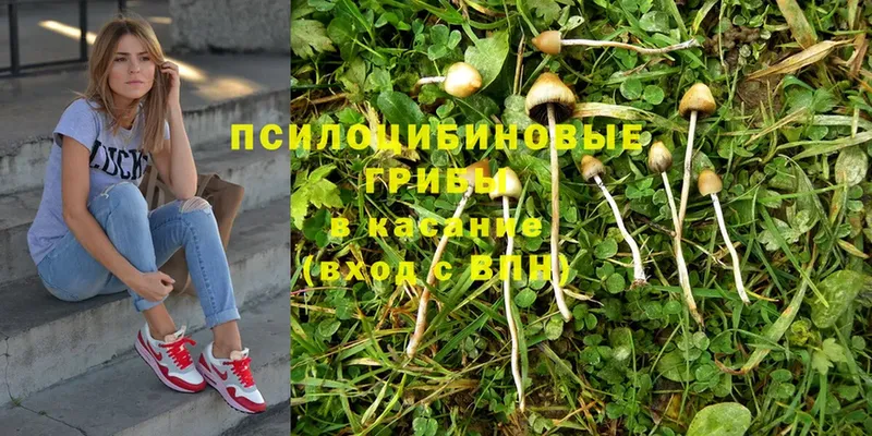 где купить наркоту  MEGA онион  Псилоцибиновые грибы Psilocybe  Красноперекопск 